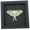 Framed Luna Moth Actias luna Resting Taxidermy Moonlight Display