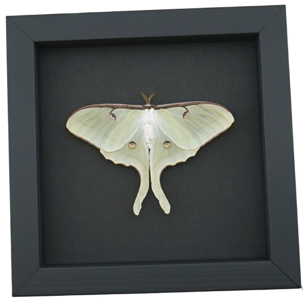 Framed Luna Moth Actias luna Resting Taxidermy Moonlight Display