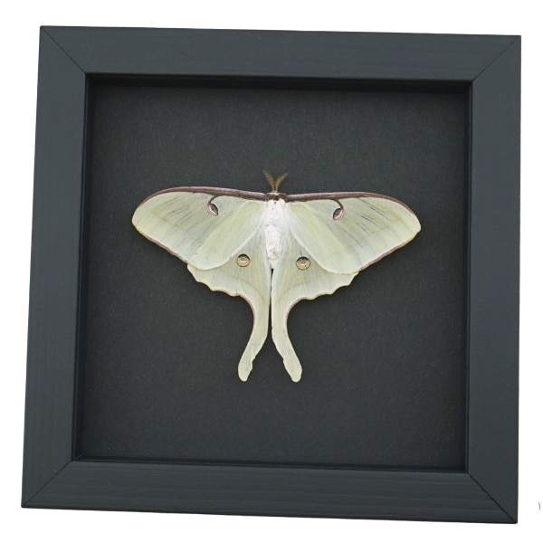 Framed Luna Moth Actias luna Resting Taxidermy Moonlight Display