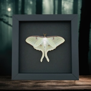 Framed Luna Moth Actias luna Resting Taxidermy Moonlight Display
