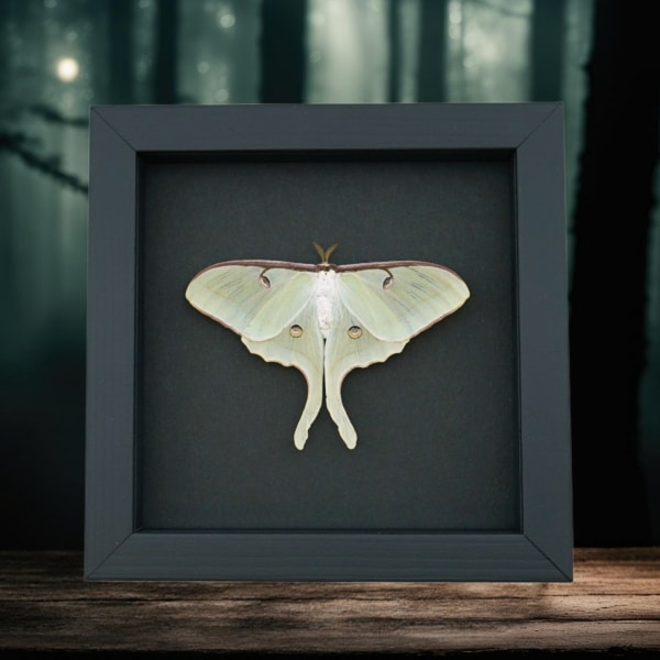 Framed Luna Moth Actias luna Resting Taxidermy Moonlight Display