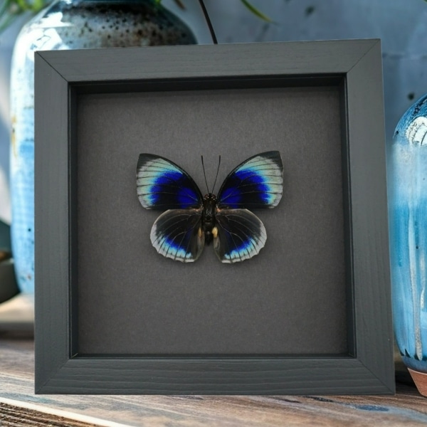 Rare Blue Butterfly Agrias beatifica lachaumei Framed Taxidermy Moonlight Display