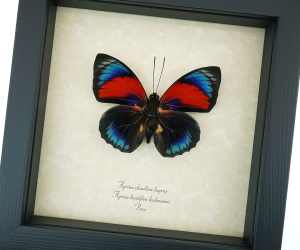 Rare Red Blue Hybrid Butterfly Agrias beatifica lachaumei Agrias claudina lugens Framed Taxidermy Display