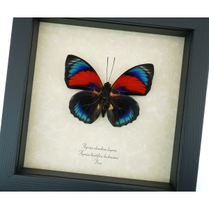Rare Red Blue Hybrid Butterfly Agrias beatifica lachaumei Agrias claudina lugens Framed Taxidermy Display