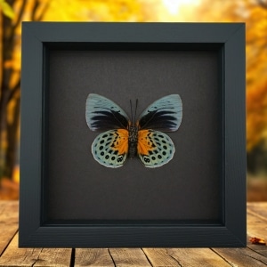 Rare Orange Green Hybrid Butterfly Agrias beatifica Agrias lachaumei verso Framed Taxidermy Moonlight Display