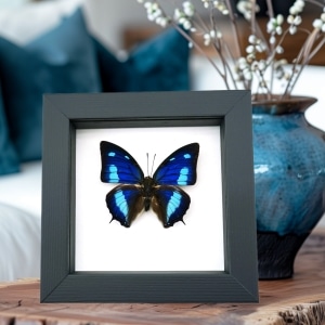 Anaea cyanea Blue Sky Butterfly Framed Taxidermy Classic Black Display