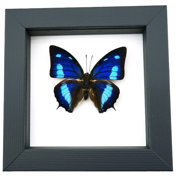 Anaea cyanea Blue Sky Butterfly Framed Taxidermy Classic Black Display