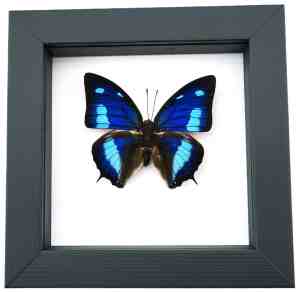 Anaea cyanea Blue Sky Butterfly Framed Taxidermy Classic Black Display