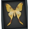Argema mittrei Female Comet Moon Moth Framed Taxidermy Moonlight Display