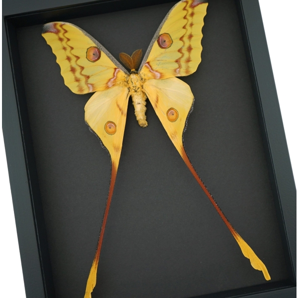 Argema mittrei male 10 inch Long XXL Giant Comet Moth Framed Taxidermy Moonlight Display