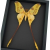 Argema mittrei male 10 inch Long XXL Giant Comet Moth Framed Taxidermy Moonlight Display