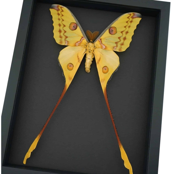 Argema mittrei male 10 inch Long XXL Giant Comet Moth Framed Taxidermy Moonlight Display