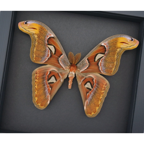 Falena Atlas (Attacus Atlas) Maschio – Seconda Scelta – Insetto In Vetrina, Cornice In Legno Nero – Entomologia
