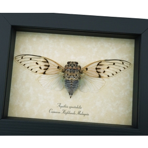 White Ghost Cicada Ayuthia spectabilis Framed Taxidermy Display
