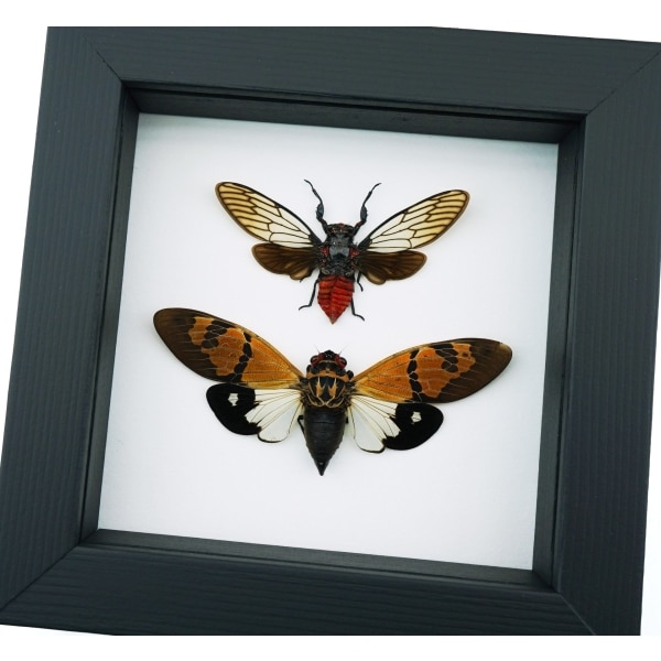 Framed Insect Taxidermy Classic