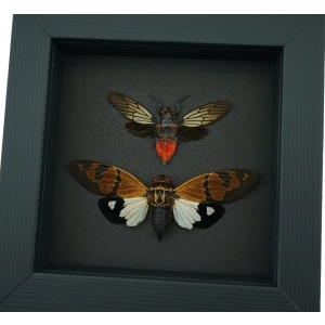 Framed Cicada Set Brown Red Devil Cicadas Insect Taxidermy Moonlight Display