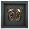 Caligo martia verso Rare Owl Mimic Butterfly Feather Markings Framed Taxidermy Moonlight Display