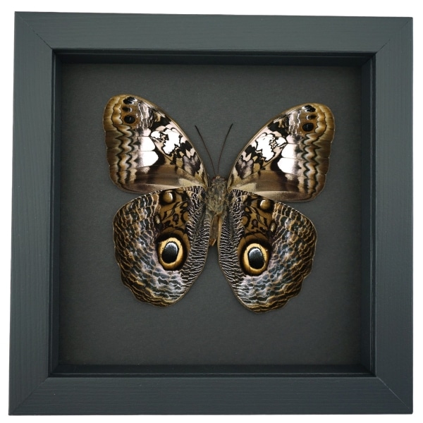 Caligo martia verso Rare Owl Mimic Butterfly Feather Markings Framed Taxidermy Moonlight Display
