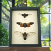 Giant Cicada Collection Real Framed Insect Taxidermy Display