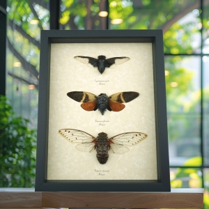 Giant Cicada Collection Real Framed Insect Taxidermy Display