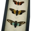 Cicada Collection Colorful Orange Blue Green Cicadas Framed Taxidermy Display
