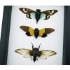 Blue Green Clear Winged Cicada Collection Real Framed Insect Taxidermy Moonlight Display