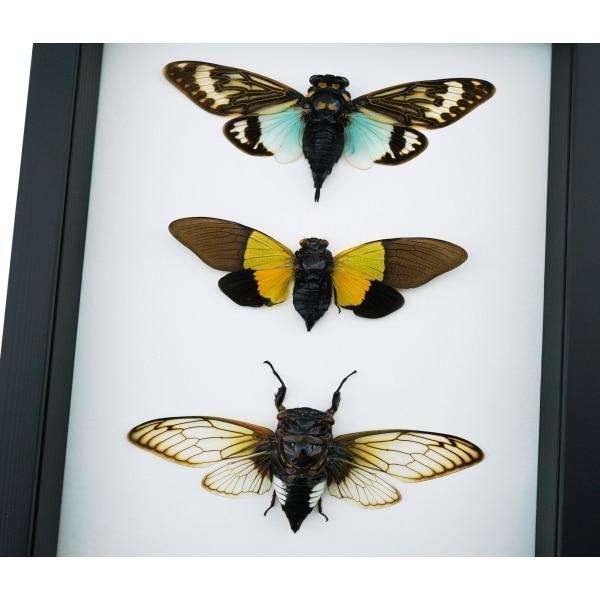 Blue Green Clear Winged Cicada Collection Real Framed Insect Taxidermy Moonlight Display