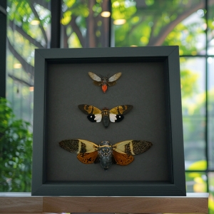 Cicada Trio Collection Framed Insect Taxidermy Moonlight Display