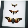 Cicada Collection Blue Green Clear Winged Real Framed Insect Taxidermy Classic Black Display
