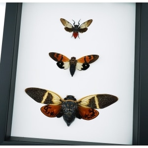 Cicada Collection Blue Green Clear Winged Real Framed Insect Taxidermy Classic Black Display