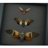 Cicada Trio Collection Framed Insect Taxidermy Moonlight Display