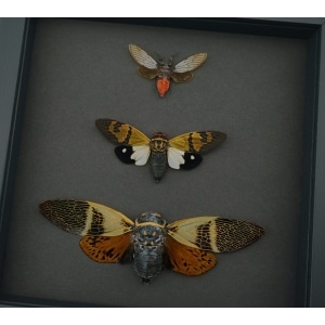 Cicada Trio Collection Framed Insect Taxidermy Moonlight Display