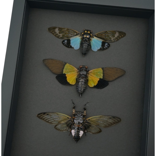 Cicada Collection Blue Green Clear Winged Real Framed Insect Taxidermy Moonlight Display