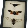 Giant Cicada Collection Real Framed Insect Taxidermy Display