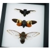 Giant Cicada Collection Real Framed Insect Taxidermy Classic Black Display