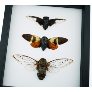 Giant Cicada Collection Real Framed Insect Taxidermy Classic Black Display