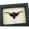 Bat Winged Cicada Cryptotympana Aguila Framed Insect Taxidermy Display