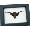Bat Winged Cicada Cryptotympana Aguila Framed Insect Taxidermy Classic Black Display