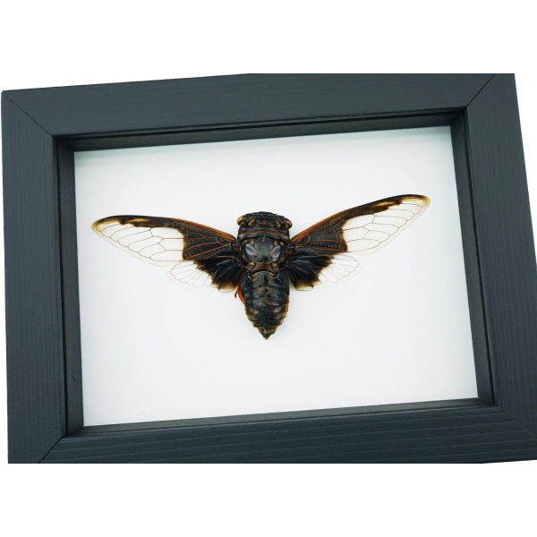 Bat Winged Cicada Cryptotympana Aguila Framed Insect Taxidermy Classic Black Display