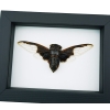Bat Winged Cicada Cryptotympana Aguila Framed Insect Taxidermy Classic Black Display