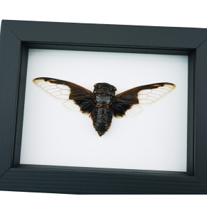 Bat Winged Cicada Cryptotympana Aguila Framed Insect Taxidermy Classic Black Display