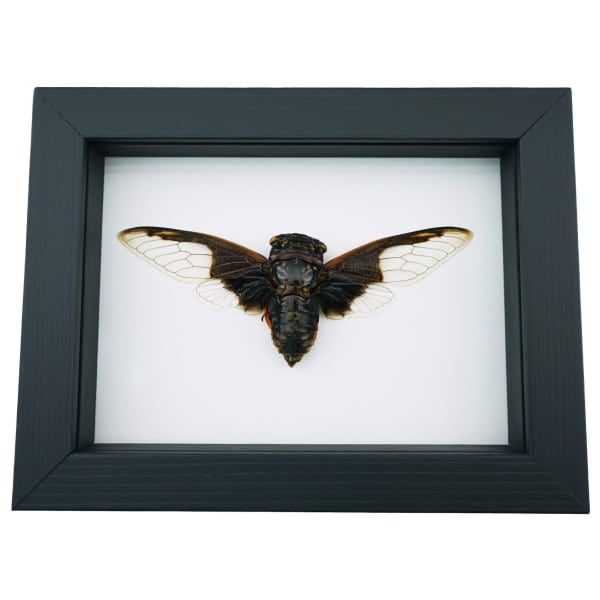 Bat Winged Cicada Cryptotympana Aguila Framed Insect Taxidermy Classic Black Display