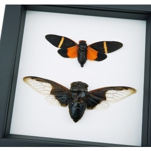 Halloween Bat Winged Cicada Set Orange Black Framed Insect Taxidermy Classic Black Display