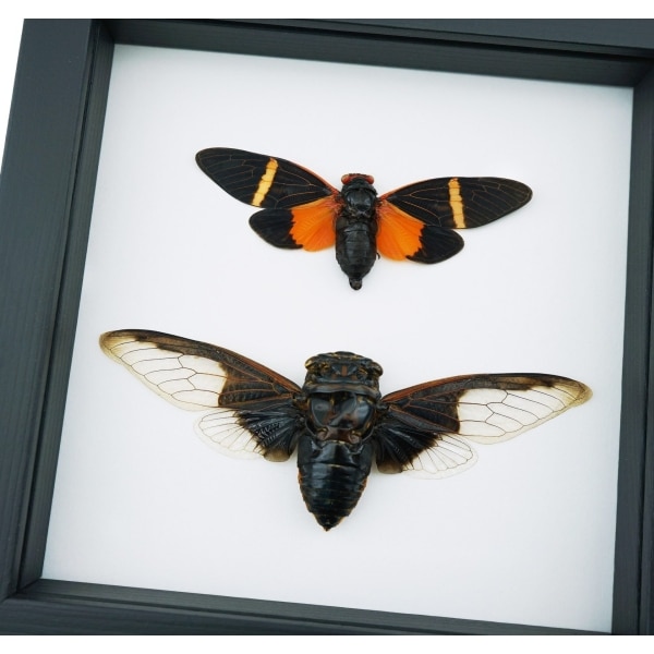 Halloween Bat Winged Cicada Set Orange Black Framed Insect Taxidermy Classic Black Display