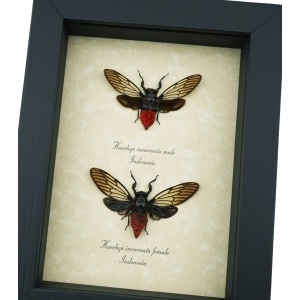 Huechys incarnata Pair Red Devil Cicadas Framed Insect Taxidermy Display