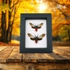 Framed Red Devil Cicada Set Insect Taxidermy Classic Black Display