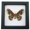 Framed Cecropia Moth Hyalophora cecropia Female Classic Black Display
