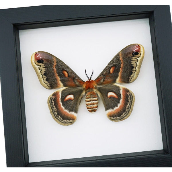 Framed Cecropia Moth Hyalophora cecropia Female Classic Black Display