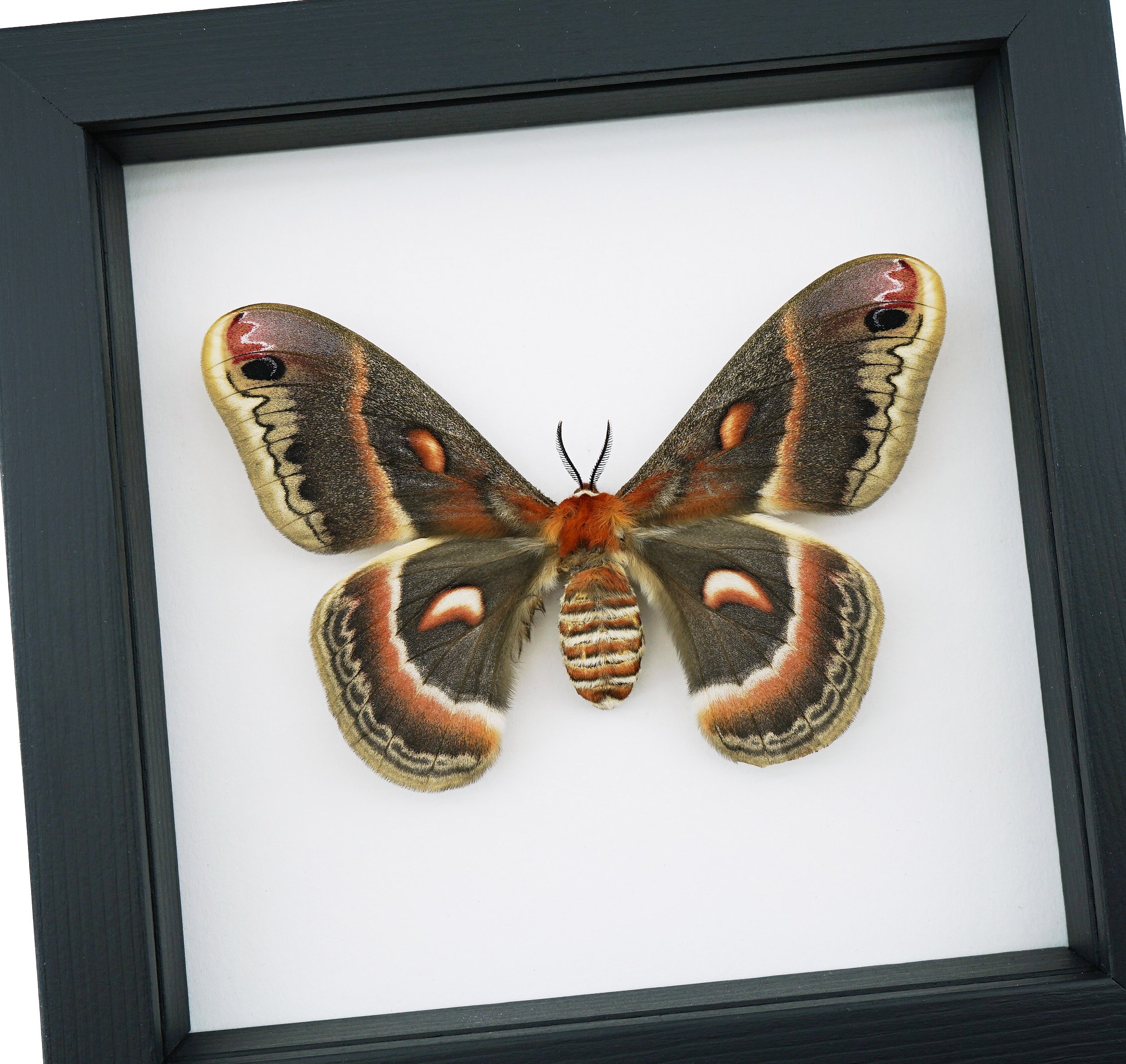 Hyalophora cecropia Moth Female - Large 4