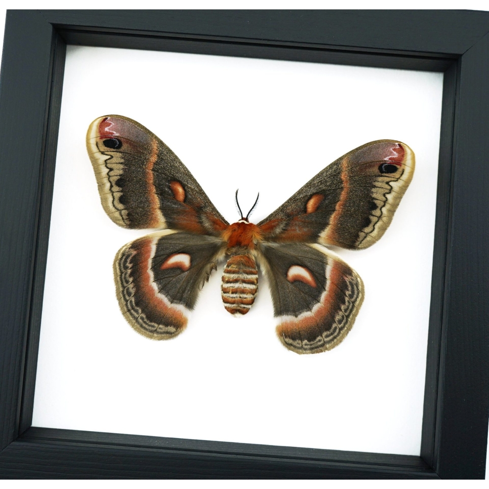 Framed Cecropia Moth Hyalophora cecropia Female Classic Black